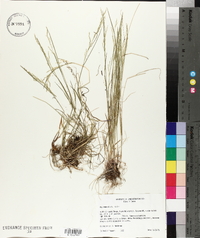 Poa nemoralis image