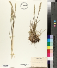 Poa fendleriana subsp. longiligula image