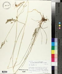 Poa nemoralis subsp. interior image