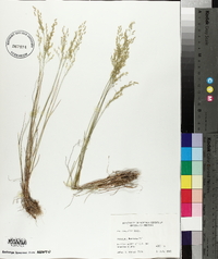 Poa nemoralis image