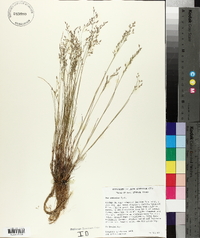 Poa nemoralis image