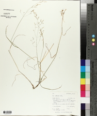 Poa nemoralis image