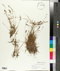 Poa glauca image