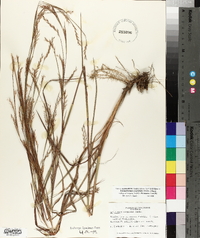 Schizachyrium scoparium subsp. divergens image