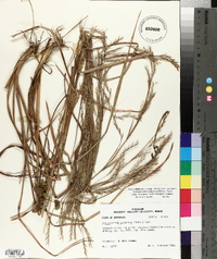 Schizachyrium scoparium subsp. divergens image