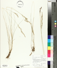 Poa secunda var. nevadensis image