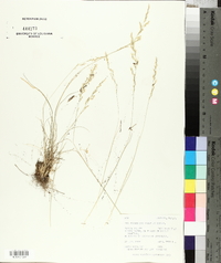 Poa secunda var. nevadensis image