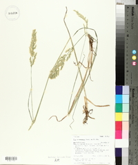 Poa secunda var. nevadensis image