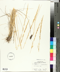 Poa secunda var. nevadensis image