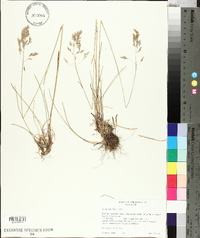 Poa nervosa image