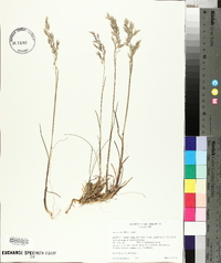 Poa nervosa image