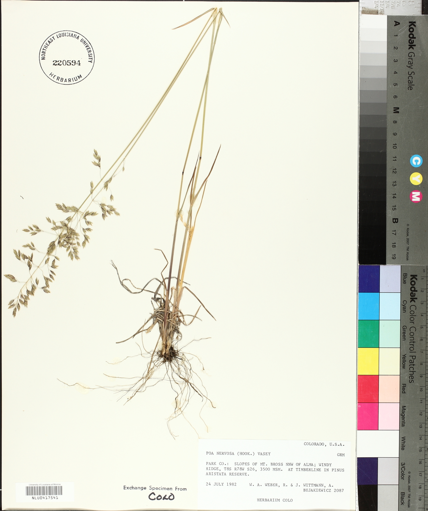 Poa nervosa image