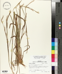 Schizachyrium scoparium var. divergens image