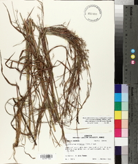 Schizachyrium scoparium subsp. divergens image