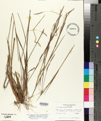 Schizachyrium scoparium subsp. divergens image