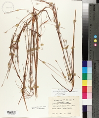 Schizachyrium scoparium var. scoparium image