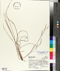 Schizachyrium scoparium subsp. scoparium image