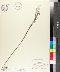 Schizachyrium scoparium var. scoparium image