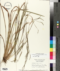 Schizachyrium scoparium var. scoparium image