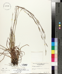 Schizachyrium scoparium var. scoparium image