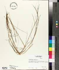 Schizachyrium tenerum image