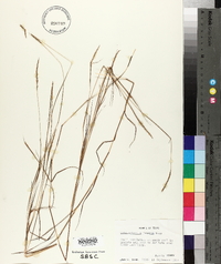 Schizachyrium tenerum image