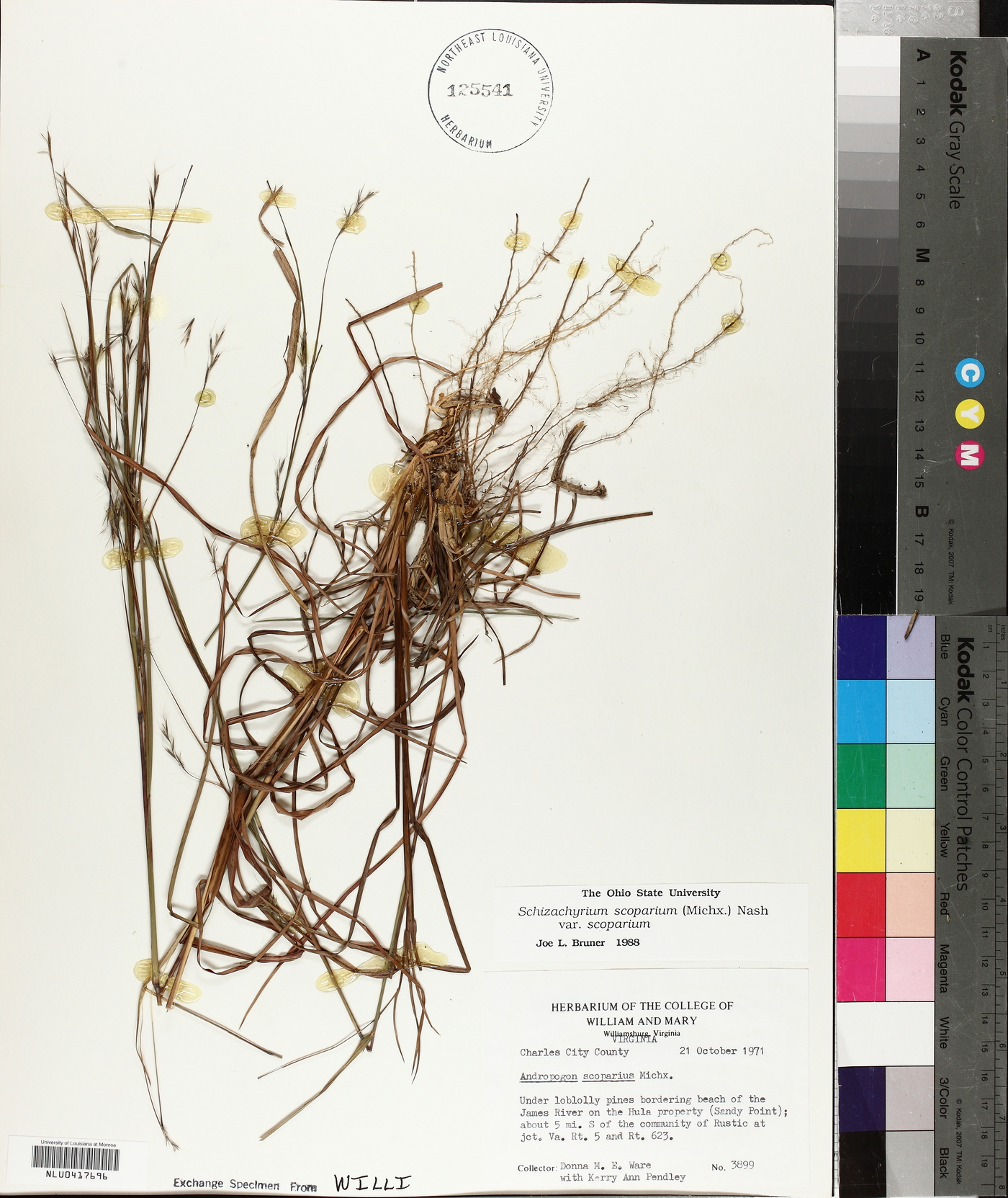 Schizachyrium scoparium var. scoparium image