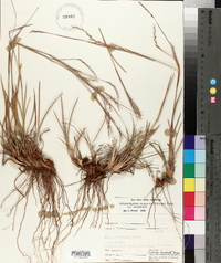 Schizachyrium scoparium var. scoparium image