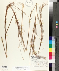 Schizachyrium scoparium subsp. scoparium image