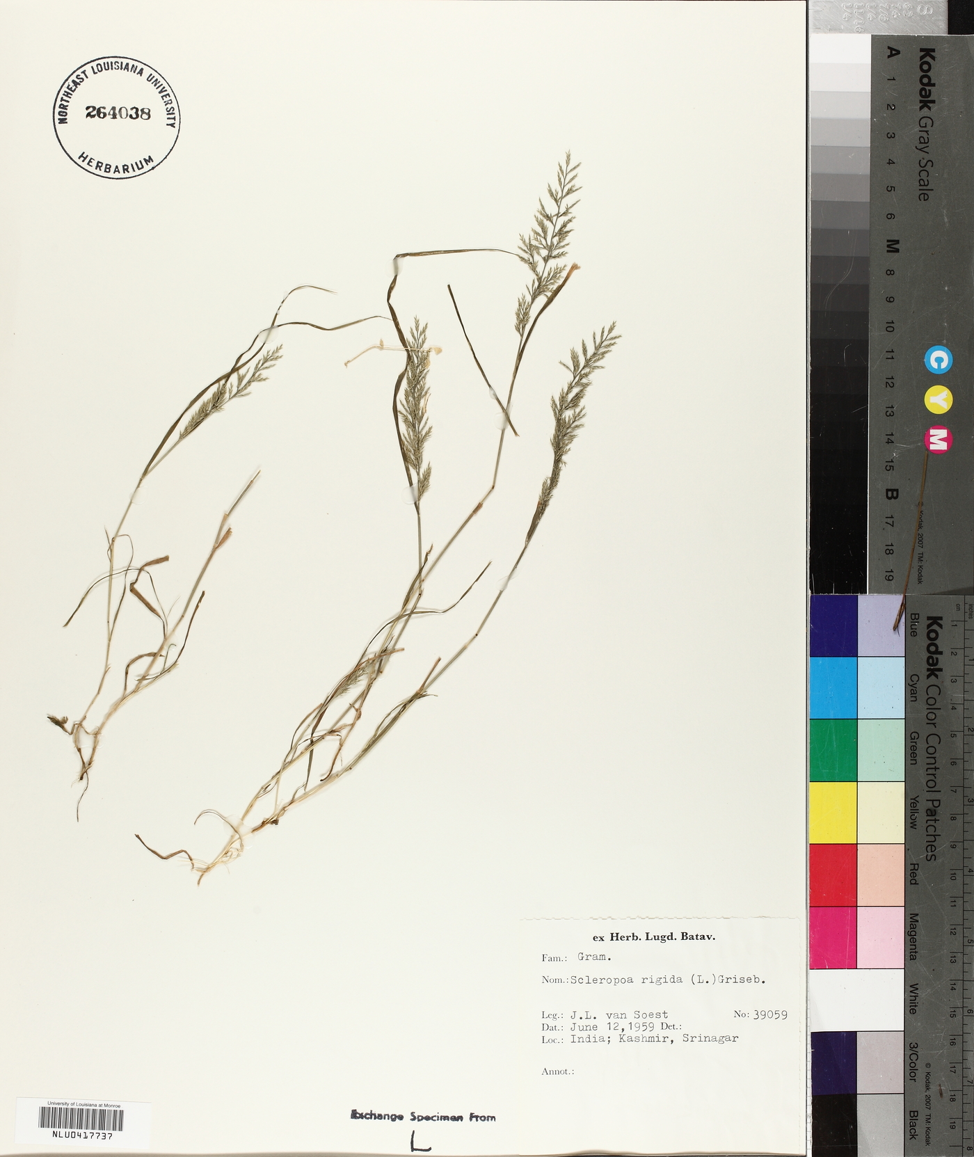 Catapodium rigidum image