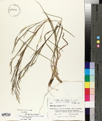 Schizachyrium scoparium var. scoparium image