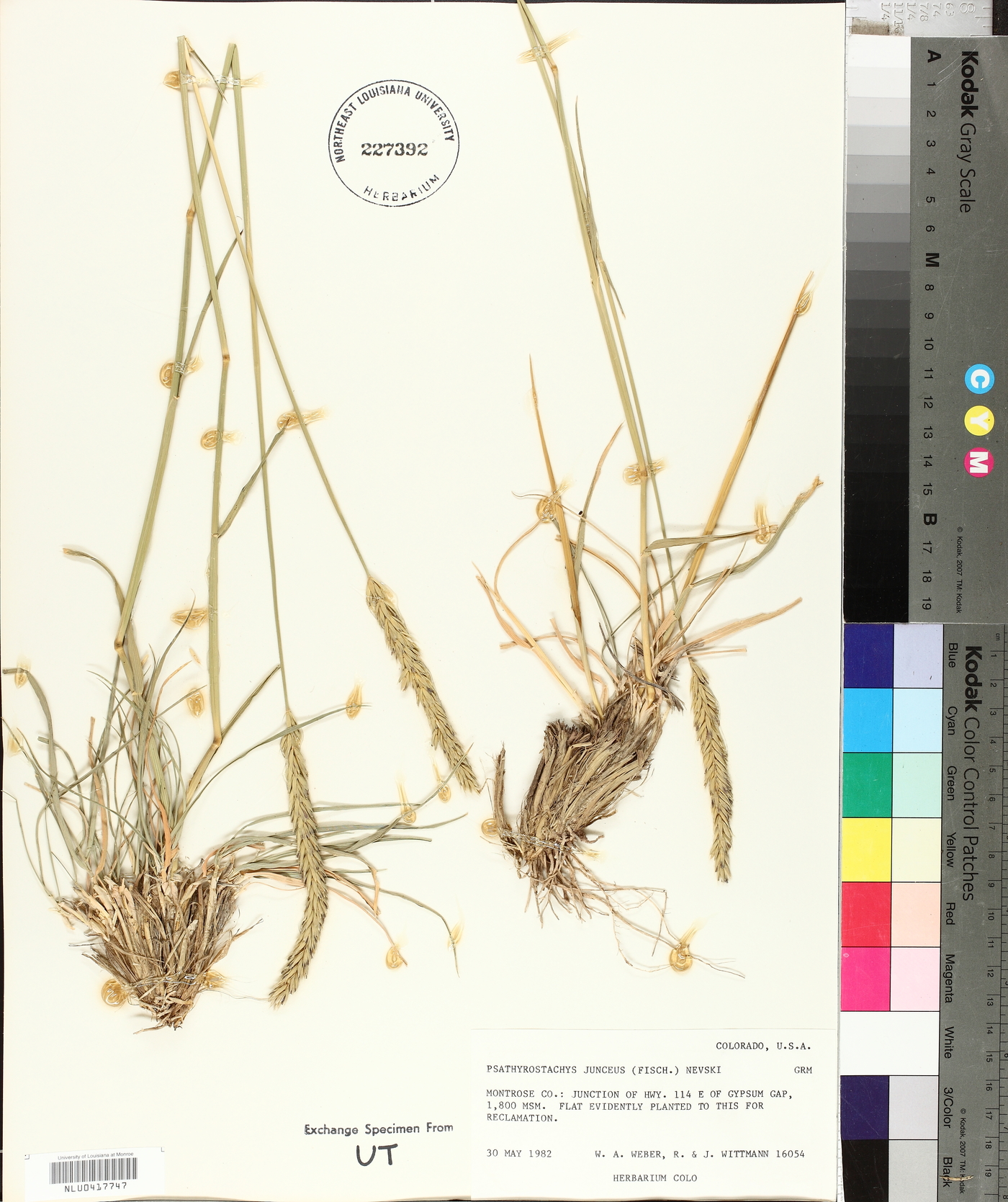 Psathyrostachys Junceus image