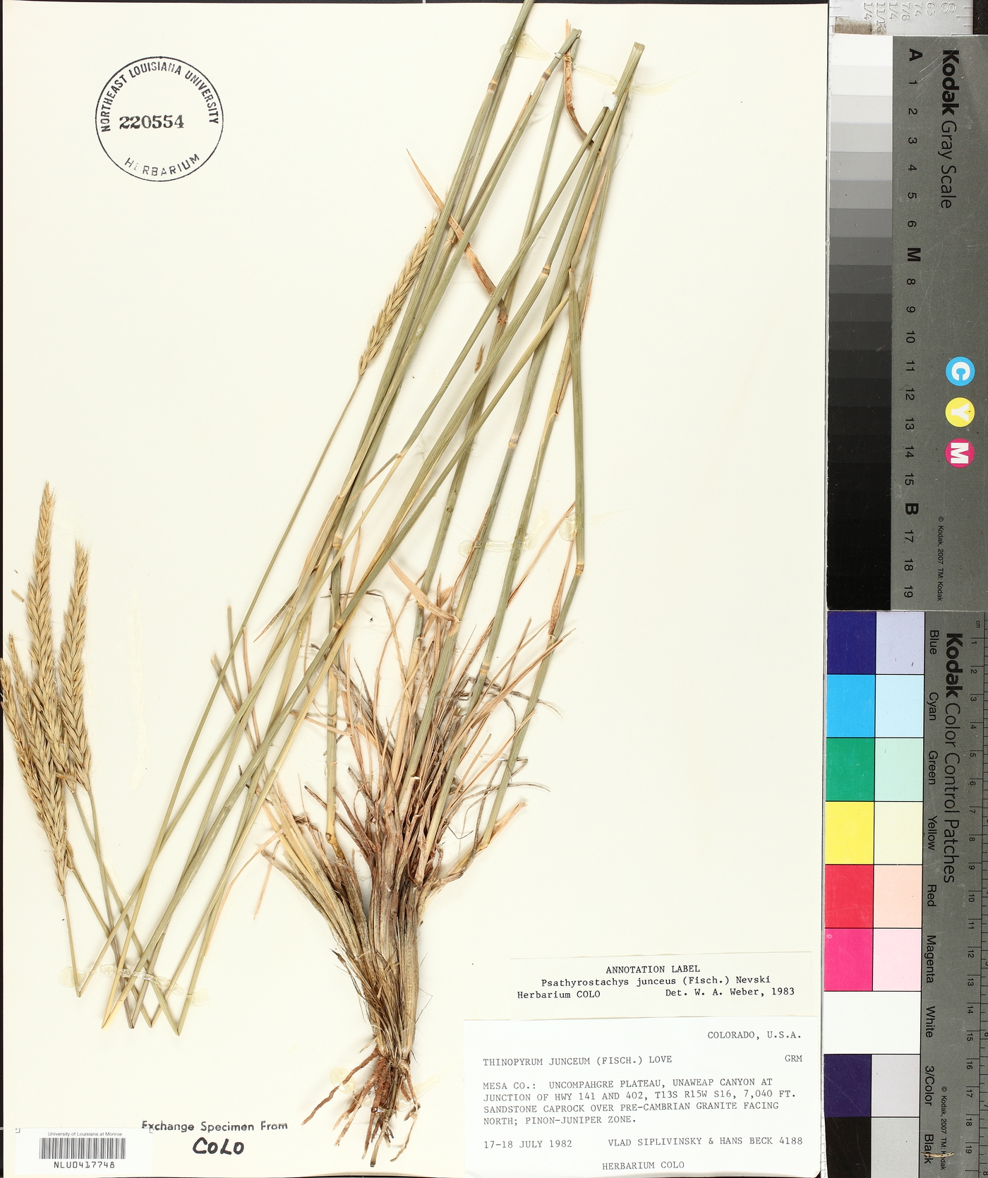 Psathyrostachys Junceus image