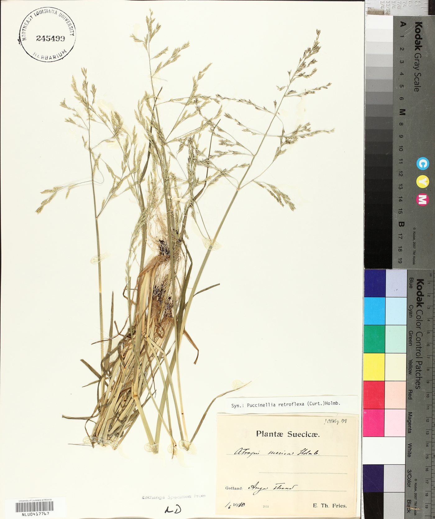 Puccinellia distans subsp. distans image