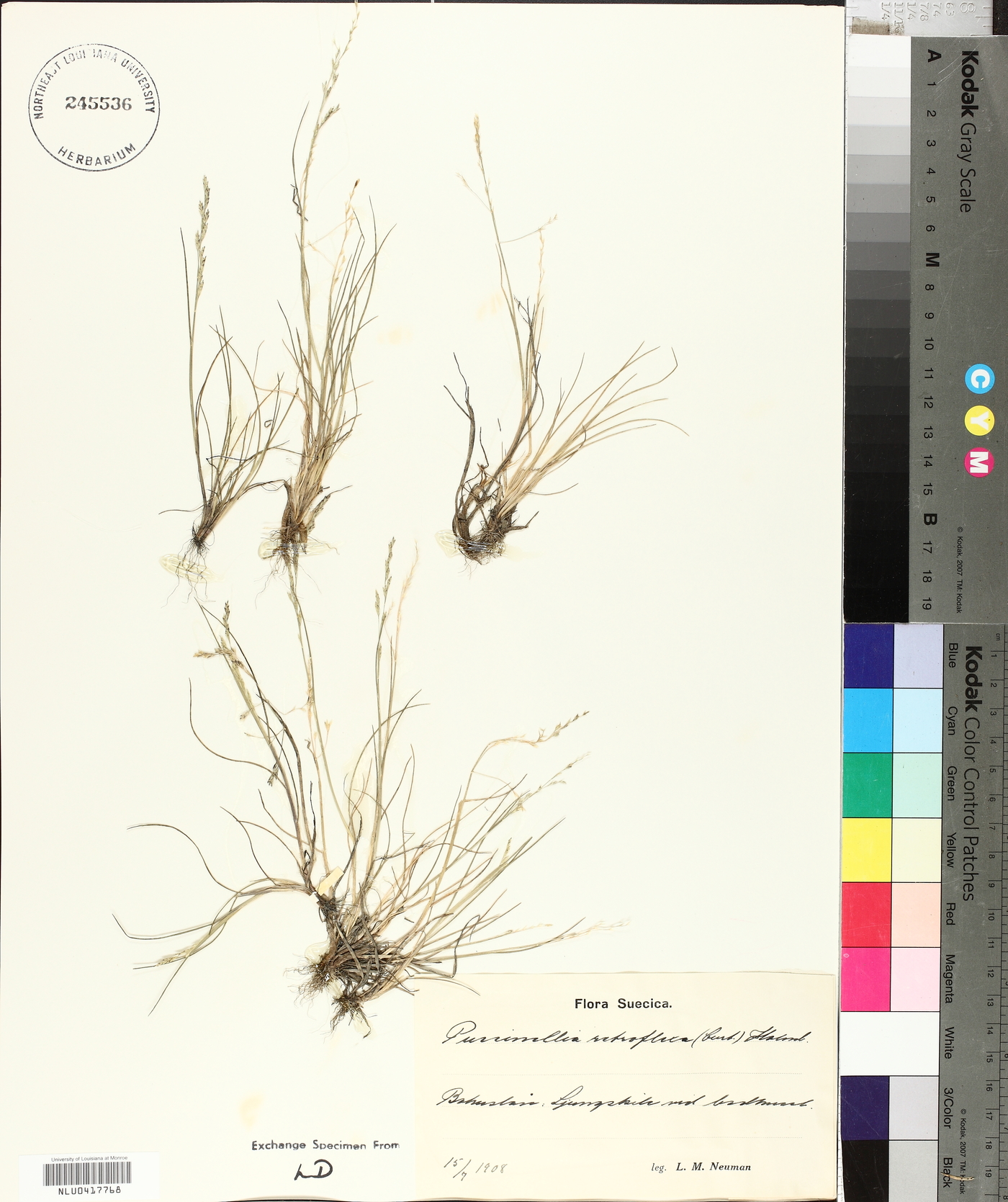 Puccinellia distans subsp. distans image