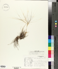 Scleropogon brevifolius image