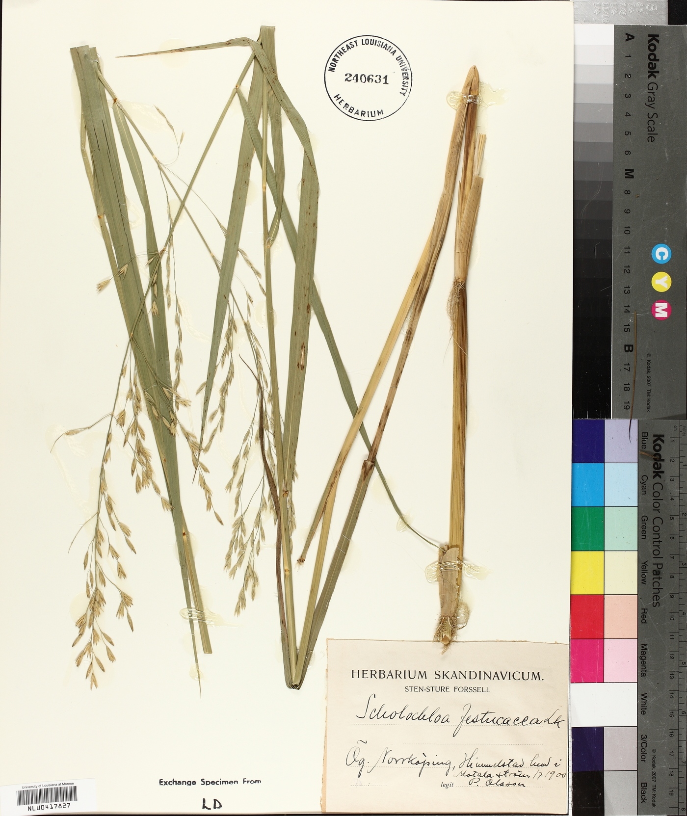 Scolochloa festucacea image