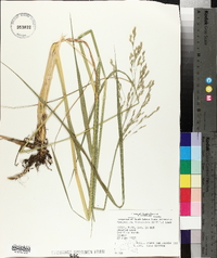 Scolochloa festucacea image