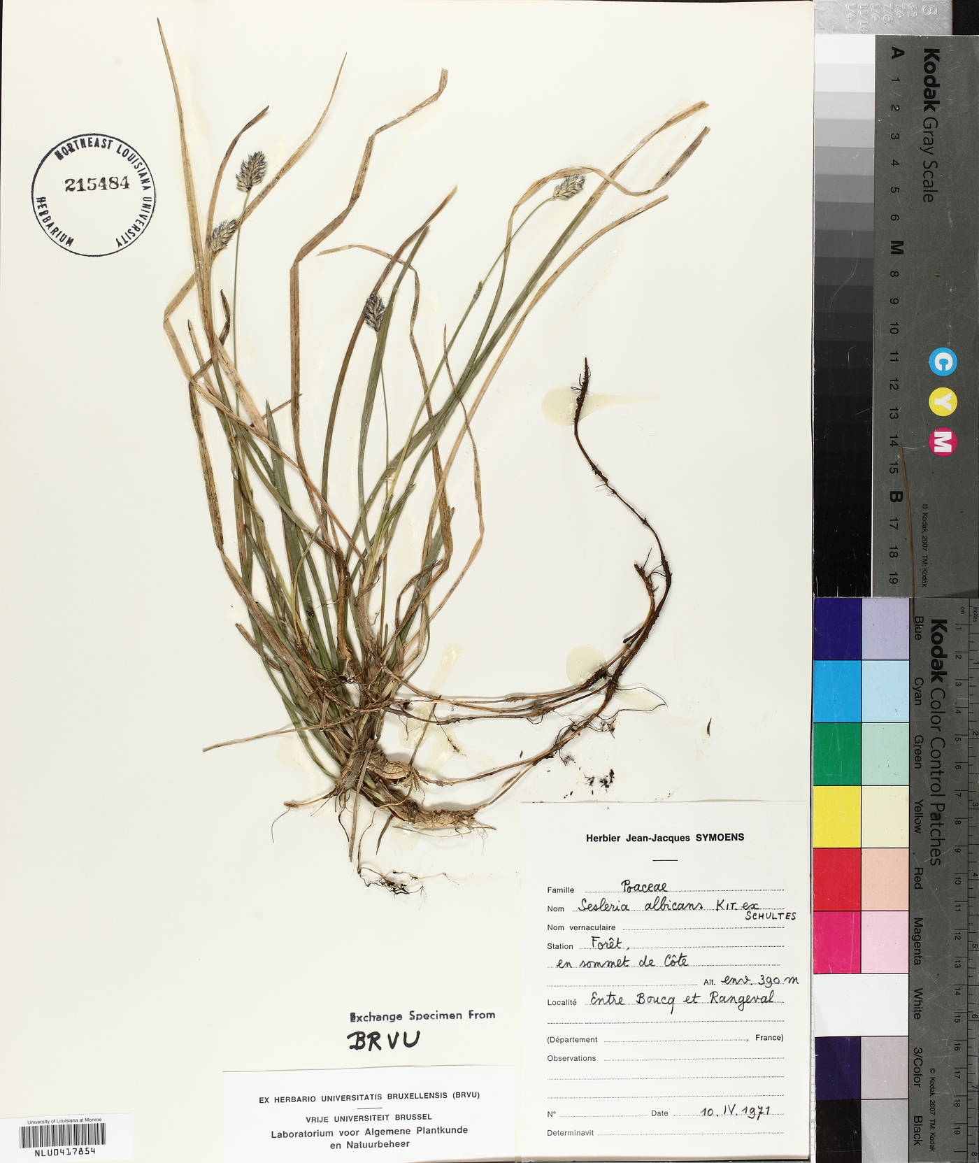 Sesleria albicans image