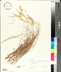 Rytidosperma gracile image