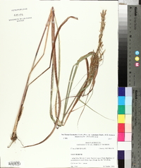 Saccharum brevibarbe image