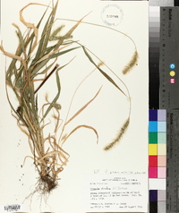 Setaria faberi image