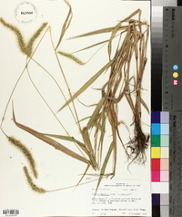 Setaria faberi image