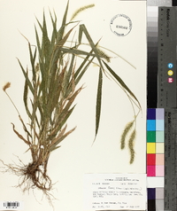 Setaria faberi image