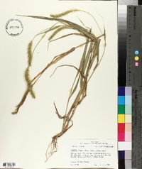 Setaria faberi image