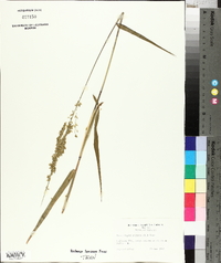Sacciolepis striata image