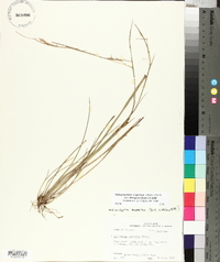 Schizachyrium scoparium var. divergens image