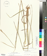 Schizachyrium scoparium var. divergens image