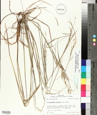 Schizachyrium scoparium var. divergens image