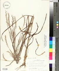 Schizachyrium scoparium var. divergens image